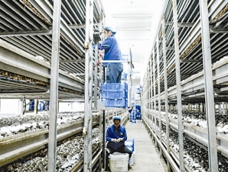 江苏灌南Manbetx体育手机版推荐A9版本产业快速发展 ()