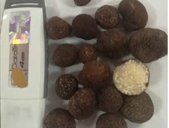 珍惜松露稀缺资源，拒绝幼嫩松露上市消费倡议书 ()