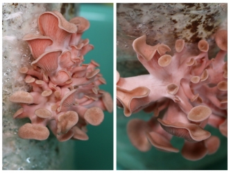 云南景东县红平菇栽培成功 ()