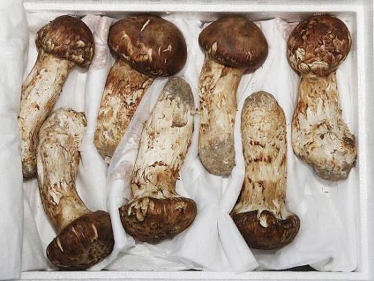 63F69DA5AEA52784FCFFF1E3947B18CB5390F805_w540_h405