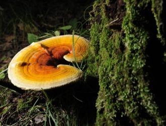 人工种植灵芝有哪些注意事项?