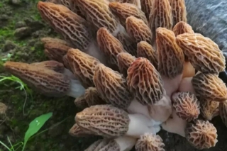 【免费名额仅剩90个】第二期ManBetX体育标准化规模化种植及风险防控培训班将在新疆召开 ()