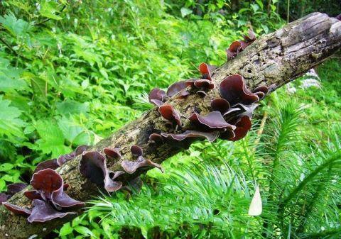 u=1855785590,3753627905&fm=173&app=25&f=JPEG