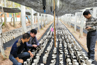 浙江省农科院为阿克苏带去Manbetx体育手机版推荐A9版本新技术 让农民快速增收 ()