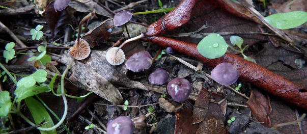 QQ截图20181009085257