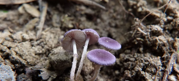 QQ截图20181009085318