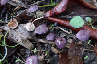 十堰境内发现大型真菌新物种 国际权威杂志发表 ()