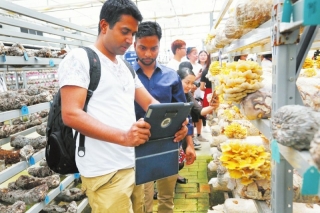 一朵香菇 百亿产业——随州香菇产业的壮大与裂变 ()