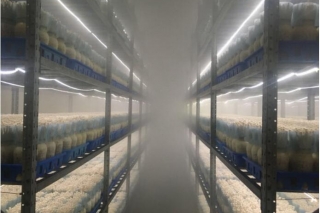 合理利用生态环境 顺昌海鲜菇产业快速发展 ()