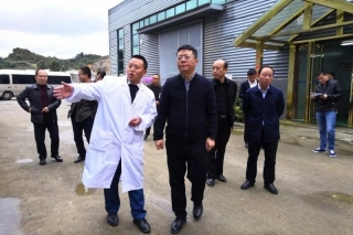 大方县委书记佘龙前往大方县九龙天麻开发有限公司 ()