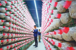 菌菇生产忙脱贫门路多 明水县发展扶贫产业侧记 ()