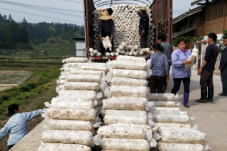 贵州好菇粮投亿元　欲打造黔东南州最大菌棒扶贫工厂 ()