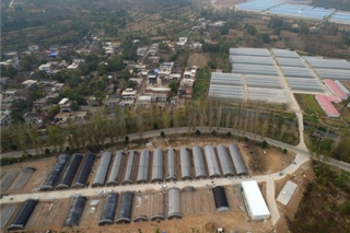 卢氏县：菌棒上结出“致富菇” ()