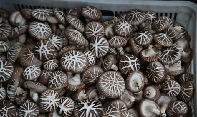 QQ截图20181101085204