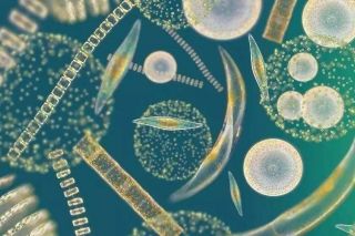 2018年贵州省微生物学会学术年会 暨贵州省医学会微生物与免疫学分会年会 会议通知（第二轮） ()