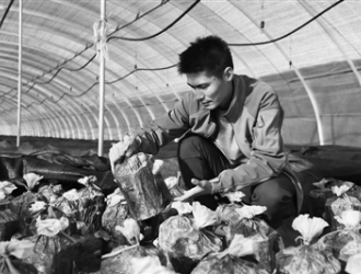 一朵黑木耳改变一个贫困县 ()