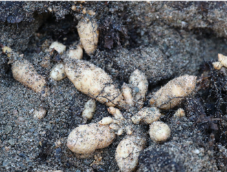 全国专家学者齐聚宁强 “天麻之乡”展风采 ()