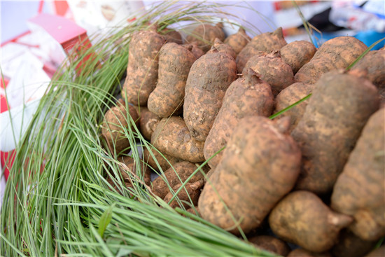 第六届全国天麻会议