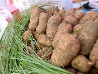 赋能产业 聚力健康 助推扶贫  第六届全国天麻会议论剑宁强 ()