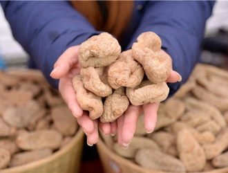 2018第六届全国天麻会议将于23日在陕西宁强启幕 ()