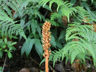 2018全国天麻会议“全国天麻生产先进县”“全国天麻行业先进单位”“全国天麻行业先进工作者”“全国天麻会议推荐品牌”评选结果公示 ()