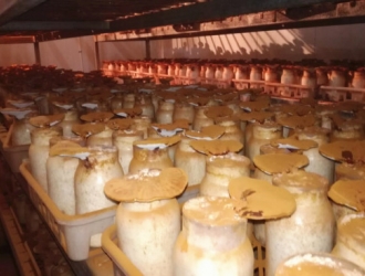 中国农科院：麻类副产物栽培ManBetX体育效果好 ()