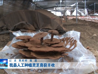 十堰房县灵芝喜获丰收 ()