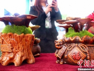 中新网：第十二届中国蘑菇节福建漳州开幕