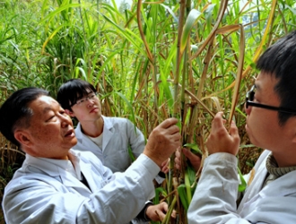 中国绿色“奇兵”站上全球反贫困前线 ()