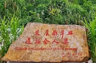 习近平讲故事：一株菌草，18年，两国情 ()