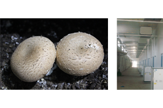 双孢菇上市企业奥吉特：募集资金玩失踪 实际控制人被解聘 ()