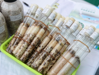 引领天麻致富路  陕西森盛菌业连续六年亮相全国天麻会议 ()