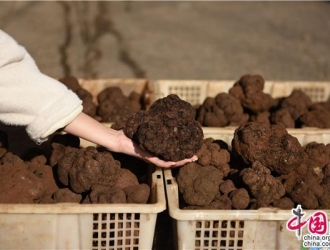 四川会东:松露上市正当时 品质提升频获点赞 ()