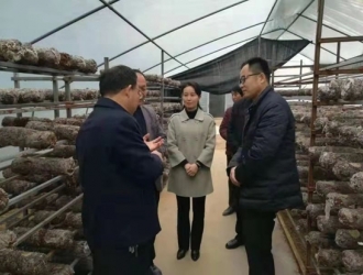 香菇绽放富民果 产业脱贫助振兴——渭南市合阳县新池镇牛庄的致富故事 ()