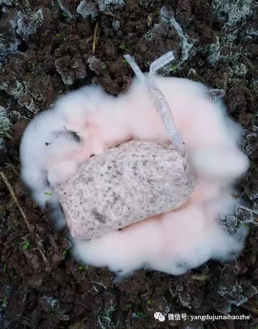 微信图片_20181208114858