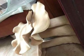 家门缝长巨型菇 专家称系金福菇尚不确定能否食用 ()