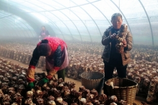 靖远香菇上市菇农遭遇尴尬 低价本地菇卖不过外地菇 ()