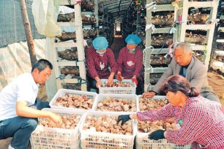 临县成为山西省最大ManBetX体育生产基地县 ()