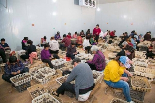 脱贫攻坚战的清丰“菇”事 ()