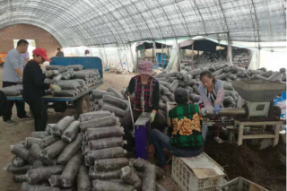 “小蘑菇”带来的大希望 ()