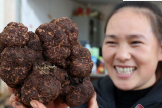 1250克黑块菌（松露）“巨无霸”亮相云南木水花野生菌交易市场 ()