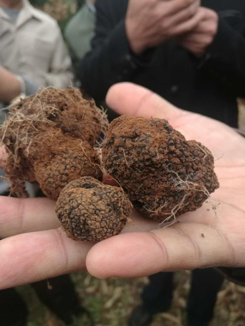 微信图片_20181219115653