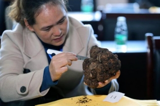 四川会东：“松露王”出道成功 拍出19.8万元高价 ()