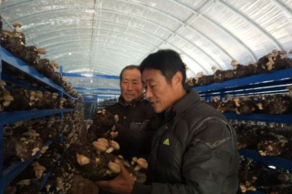 亳州：小蘑菇 助脱贫 ()