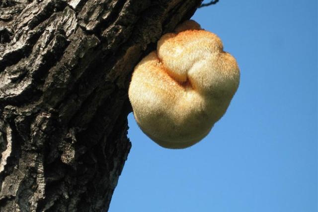 u=1640670421,1165994725&fm=173&app=49&f=JPEG