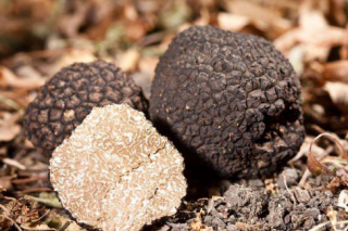 中国块菌（松露）保护与发展（怒江）宣言！ ()