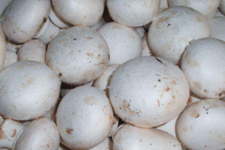 使用蘑菇作为益生元可能有助于改善葡萄糖调节 ()