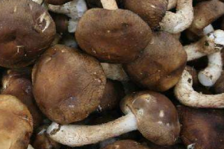 贵州：开展全省ManBetX体育产销情况摸底调查 ()