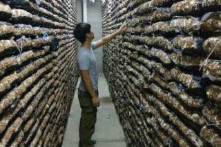 辛辛苦苦学5年就是种香菇？庆元这个ManBetX体育特色班有点意思 ()