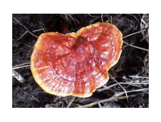 江西：赣州全南灵芝林下栽培获批省级中医药综合标准化试点项目 ()